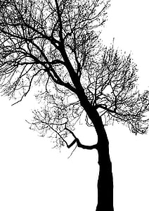 silhouette photography of withered tree thumbnail