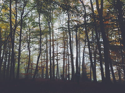 silhouette of trees thumbnail