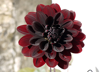 macro photography of red Dahlia flower thumbnail