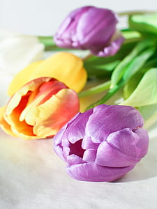 flower, tulip, nature, gift, floral, bouquet thumbnail