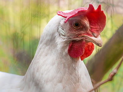 focus photo of white rooster thumbnail