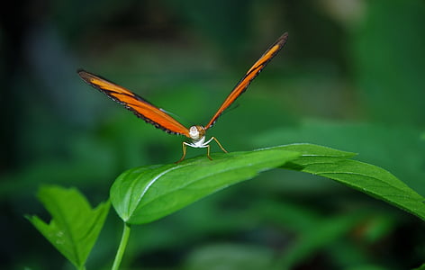 close up photography of red butterfly on green leaf thumbnail