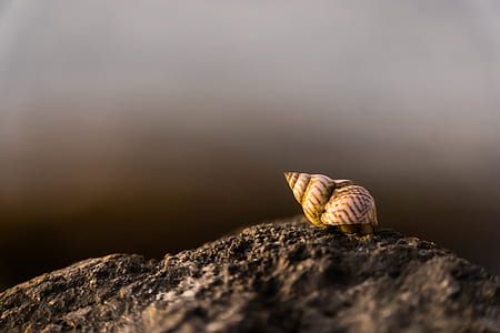 brown hermit crab on brown stone in shallow focus photography thumbnail