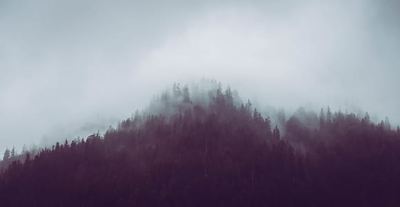 foggy mountain full of trees thumbnail