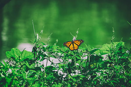 nature, flowers, animal, blur thumbnail