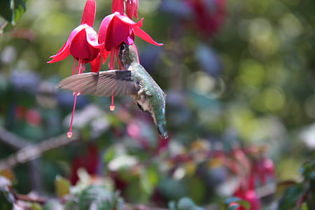 shallow focus photo of pink flowers thumbnail