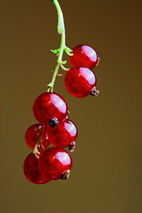 Red berries thumbnail