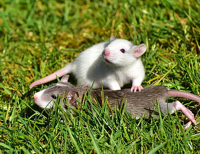 white and brown rat lying on green grass during daytime thumbnail