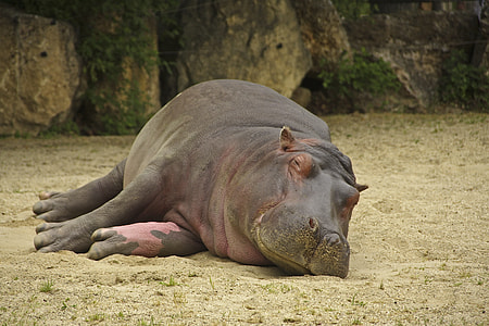 lying gray rhino on gray sand during daytime thumbnail