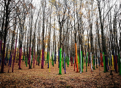colored tree trunks during daytime thumbnail