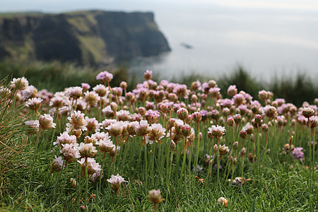 white petaled flowers on field overlooking cliff and body of water at daytime thumbnail