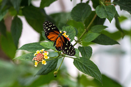 Heliconius Hecale, Golden Hecale thumbnail