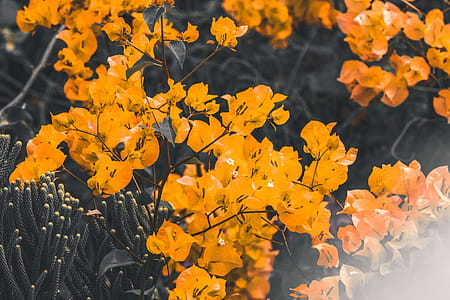Selective Focus Photo of Yellow Petaled Flowers thumbnail