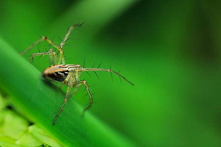 Basilica Orb Weaver Spider on Green Leaf thumbnail
