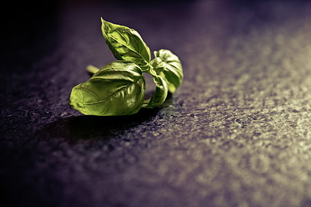 green leaves thumbnail