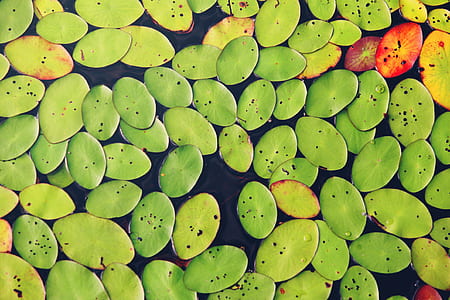 green leaves on body of water during daytime thumbnail