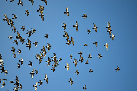 low angle photography of flock of flying pigeons under blue sky thumbnail