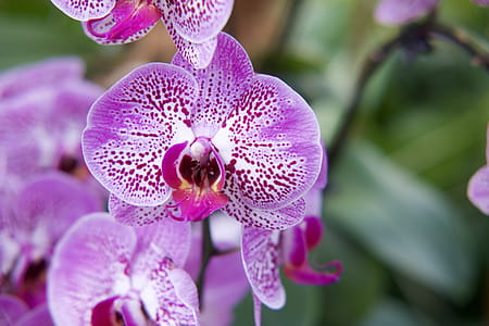 Macro Photography of Purple Flowers thumbnail