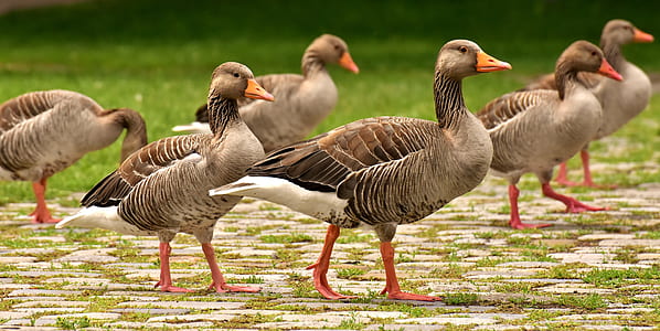 flock of ducks thumbnail