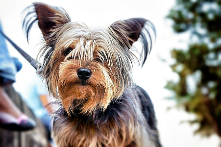 tan and black Yorkshire terrier with brown leash at daytime thumbnail