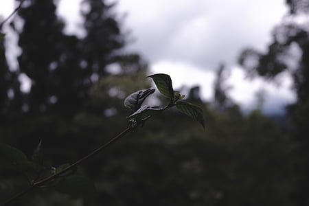 selective focus photography of green leafed plant thumbnail