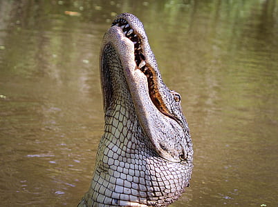 close-up photography of grey crocodile thumbnail