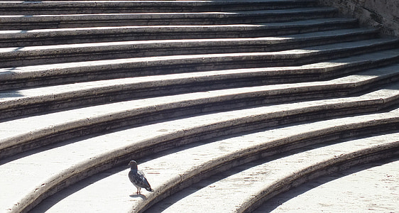black pigeon on stairs thumbnail