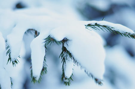 close-up photo of snow covered pine tree thumbnail