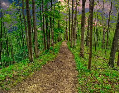 brown tree trunks thumbnail