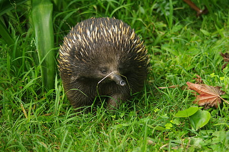 brown animal on green grass thumbnail