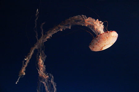brown and white jellyfish thumbnail