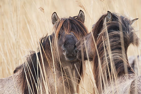 wildlife photography of two brown horses thumbnail