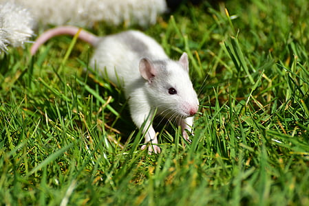 white mouse thumbnail