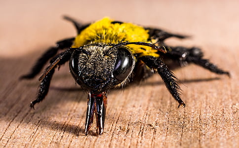black and yellow bee on brown wood board surface close-up photo thumbnail