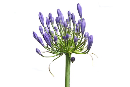 close up photography of purple clustered flower thumbnail