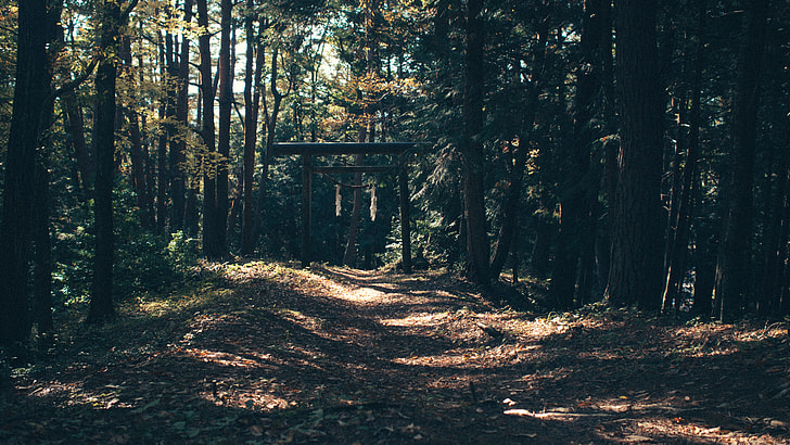 hallway between tall trees