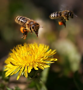 two brown bees thumbnail