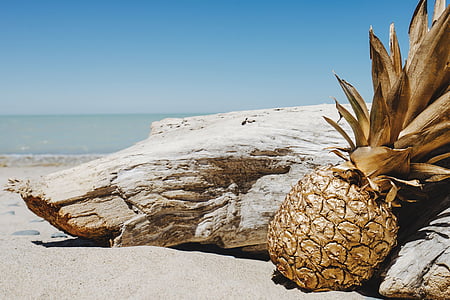 pineapple beside driftwood thumbnail