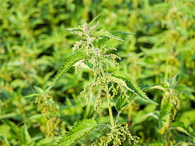 selective focus photograph of cannabis plant thumbnail