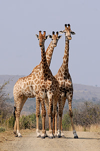 three giraffe near mountain during daytime thumbnail