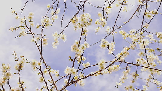 beige petaled flowers in bloom thumbnail