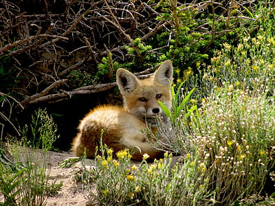 short-coated brown fox resting beside grasses thumbnail