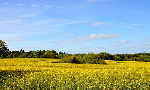 Field Of Rapeseeds, Landscape thumbnail
