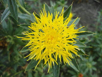 selective focus photography of yellow petaled flower during daytime thumbnail