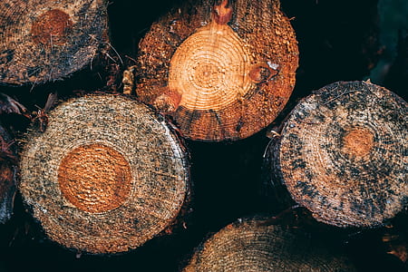 high angle photography of chopped tree trunks thumbnail