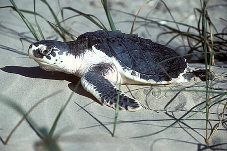 white and black turtle on sand thumbnail