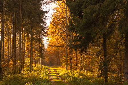 photo of pathway between trees thumbnail