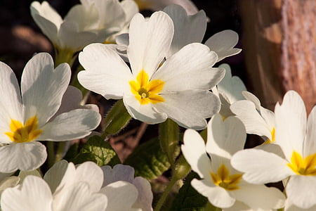 closeup photo of white petaled flowers thumbnail