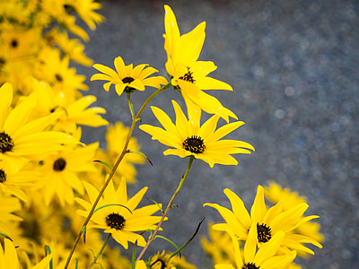 close up photo of yellow flowers thumbnail