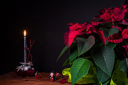 red poinsettia flowers thumbnail